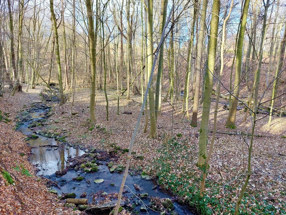 Entlang des Zschonebachs geht unser Rundweg weiter.