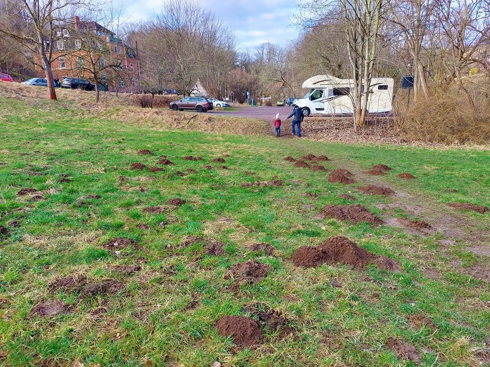 Hier war jemand fleißig am Graben...