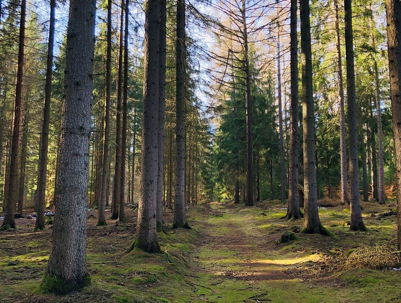 Märchenhafter Tharandter Wald.