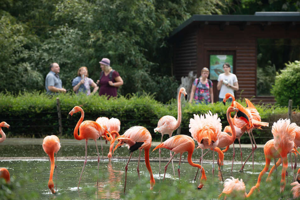 Wie wäre es mit einem Ferienabenteuer im Dresdner Zoo?