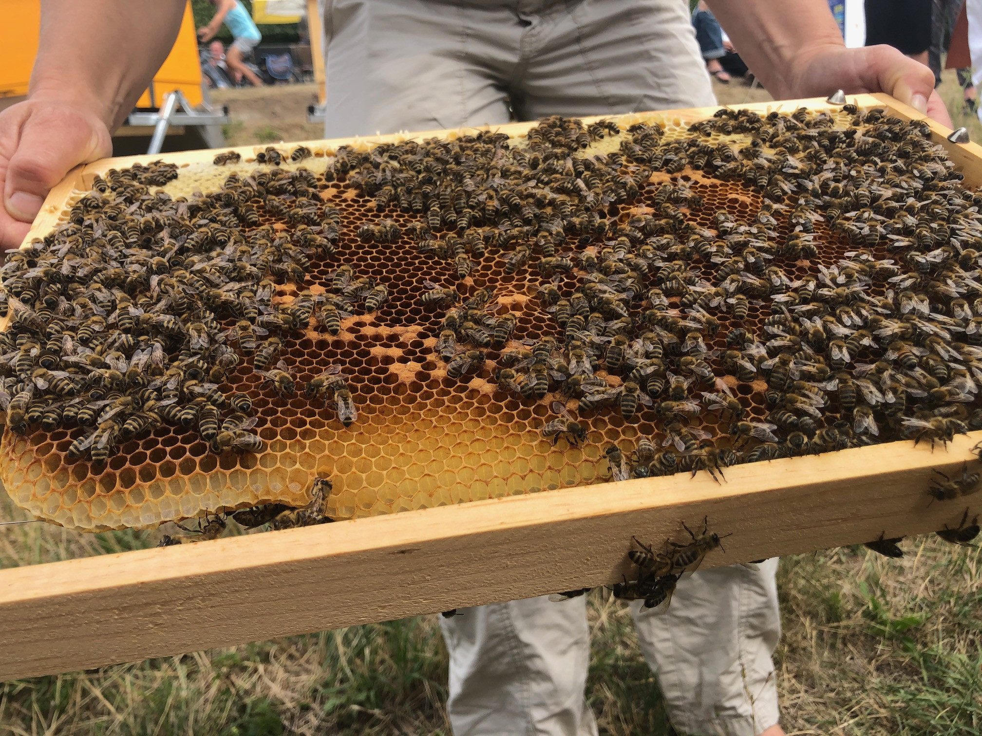Uta zeigt eine Bienenwabe, die zum Großteil schon mit Honig gefüllt ist.